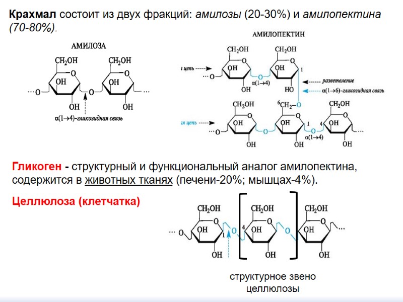 Крахмал состоит из двух фракций: амилозы (20-30%) и амилопектина (70-80%). Гликоген - структурный и